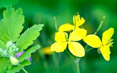 Use of Celandine to remove warts